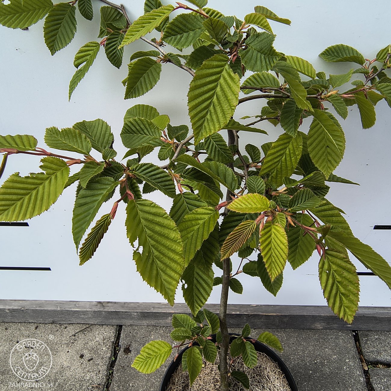 Obrázok Hrab obyčajný (Carpinus betulus) - výška 40-70 cm, kont. C2L